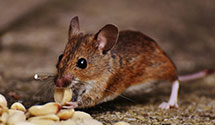 24 Hour & Emergency Exterminators in Mineral Ridge, OH